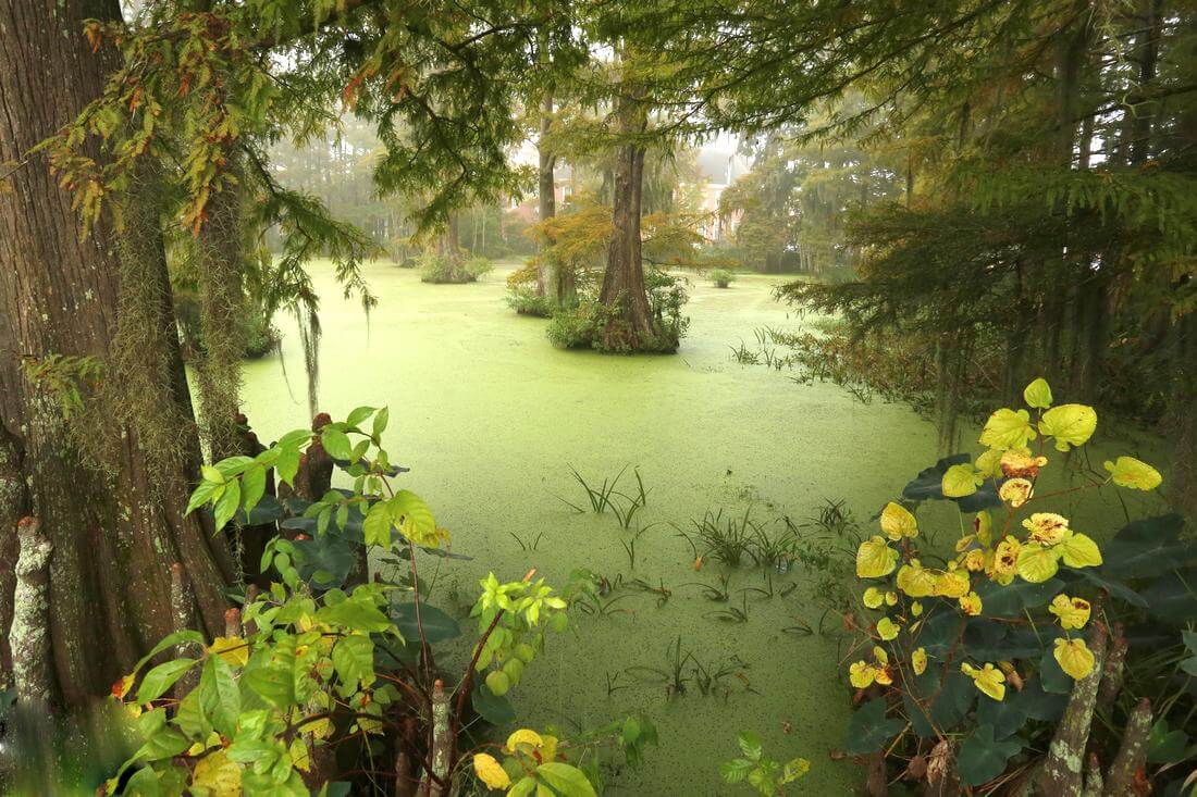 Photo of Vegetation at Cypress Lake in Louisiana, USA - American Butler