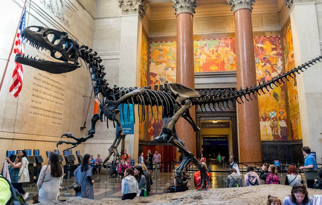Скелет динозавра в Музее Естествознания в Нью-Йорке - фото - American Butler
