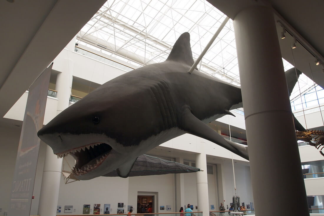 Natural History Museum of San Diego — Megalodon photo — American Butler