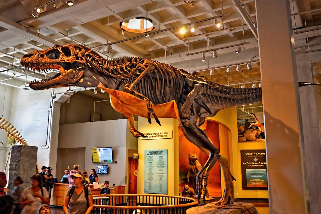 Photos of exhibits at the San Diego Natural History Museum — American Butler