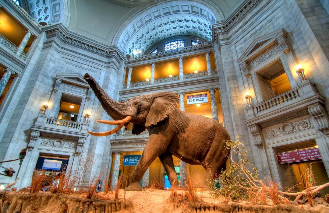 National Museum of Natural History в Вашингтоне Ди-Си - фото холла и слона на входе в музее Естествознания и Истории - American Butler