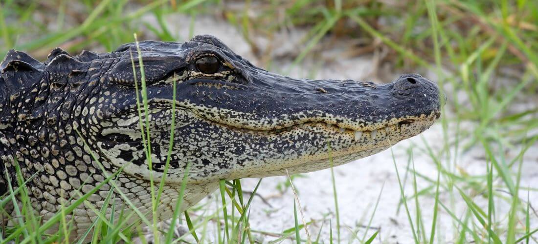 Фото аллигатора в заповеднике Биг-Сайпресс во Флориде — American Butler