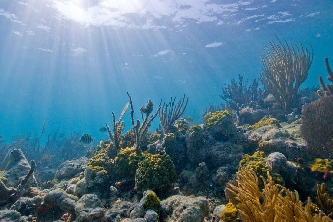 Biscayne National Park — фото подводного мира — American Butler