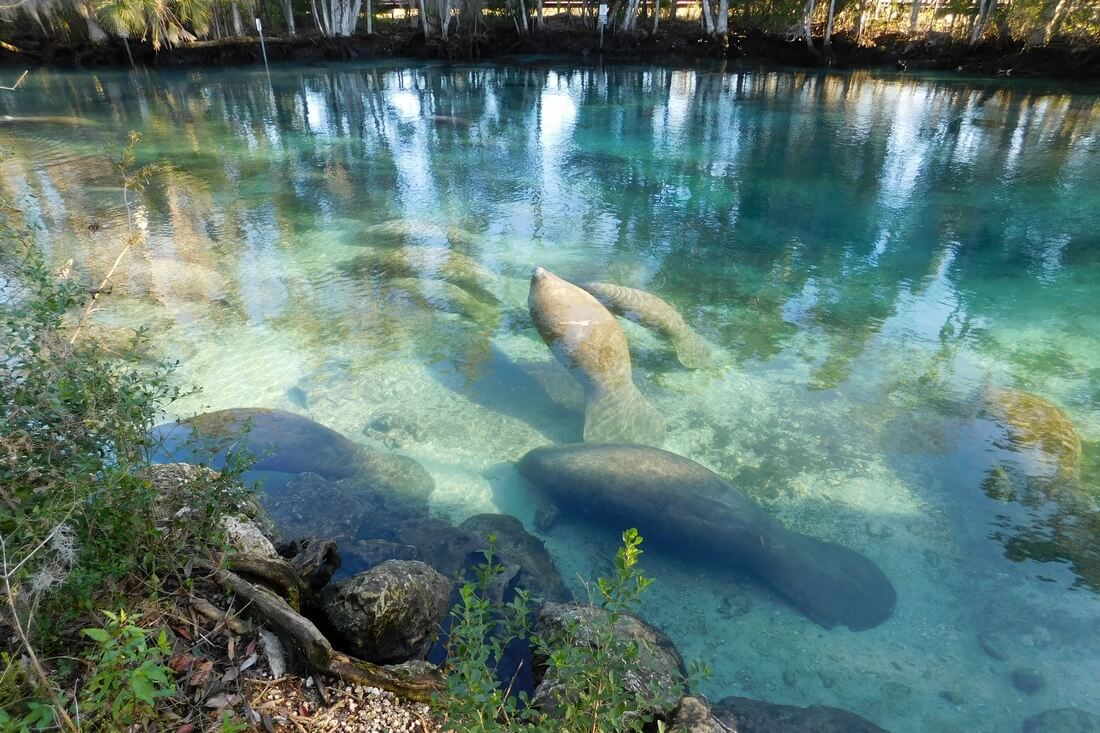 Manatees in Crystal River — photo of sea cows in Florida — American Butler
