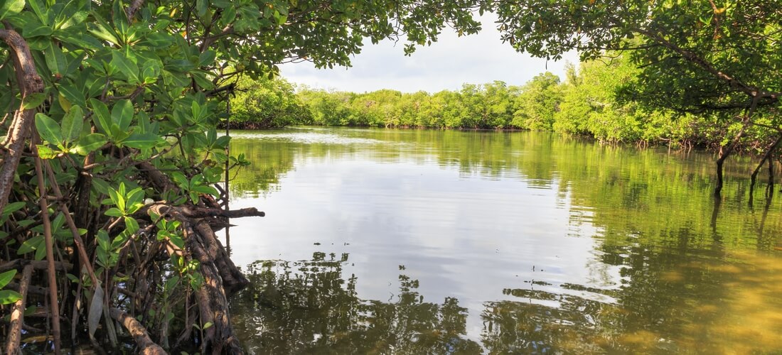 Oleta River State Park — фото вида на озеро и деревья — American Butler
