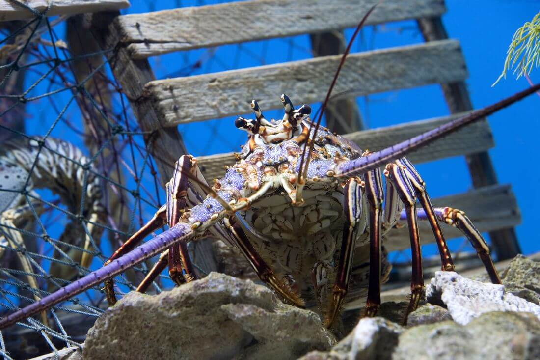 John Pennekamp Coral Reef State Park — Lobster photo underwater — American Butler