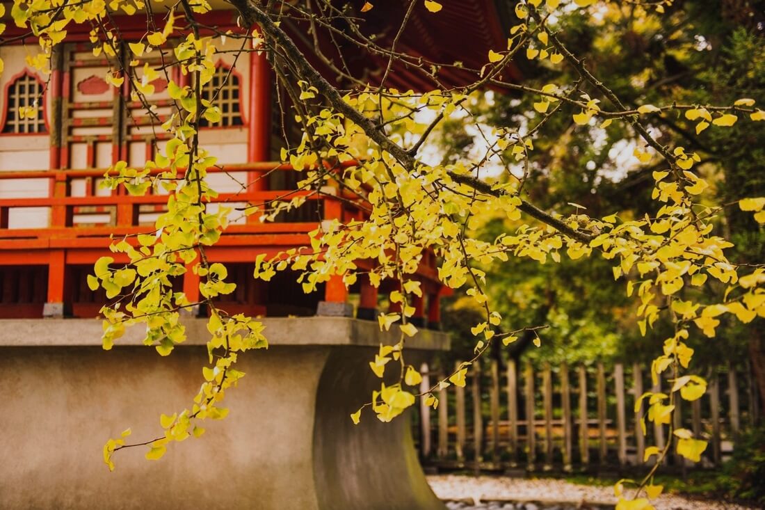 Фото Японского сада в парке Золотые Ворота — American Butler