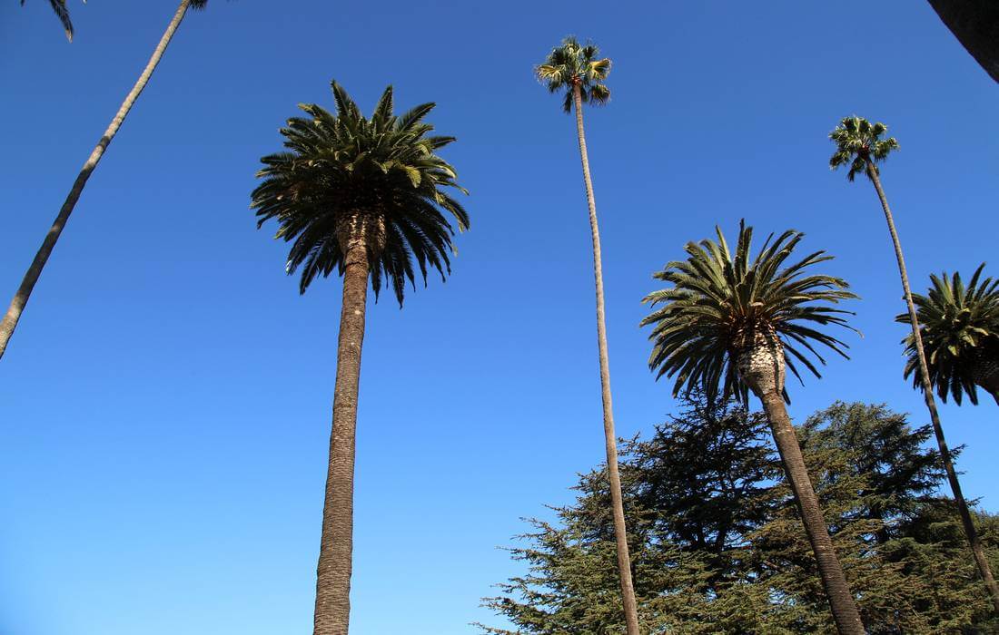 Palm Trees in Los Angeles, California - Excursions from American Butler