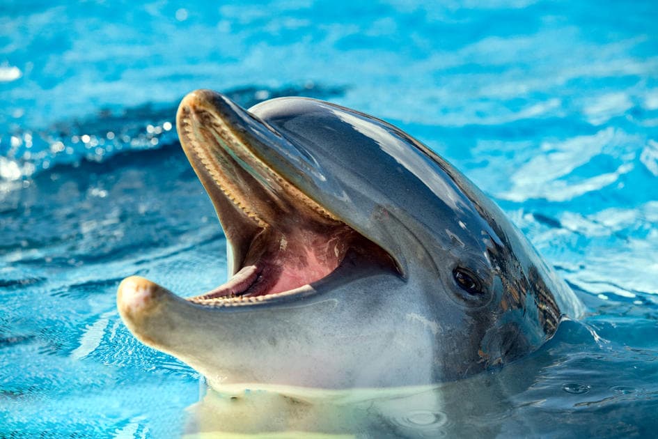 Как поплавать с дельфинами в Майами - фото дельфина в бассейне