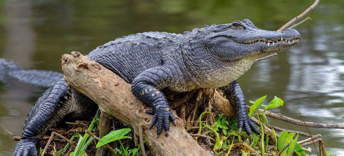 Symbols of Florida — Mississippi Alligator photo — American Butler