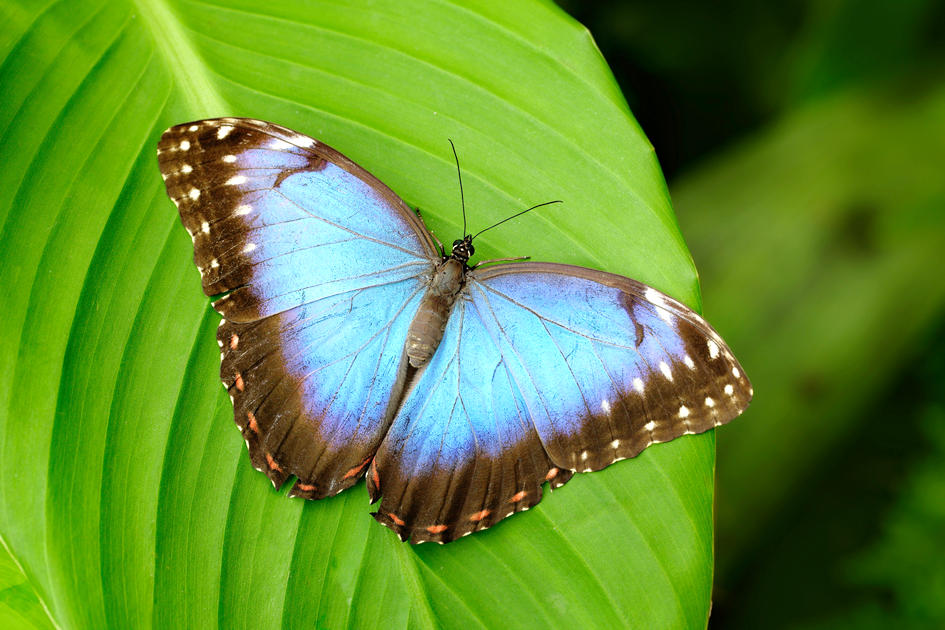 Оранжерея бабочек в Ки-Уэсте - фото бабочки в музее