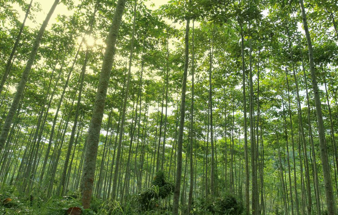 Corkscrew Swamp Sanctuary, Naples - фото леса и болот - American Butler