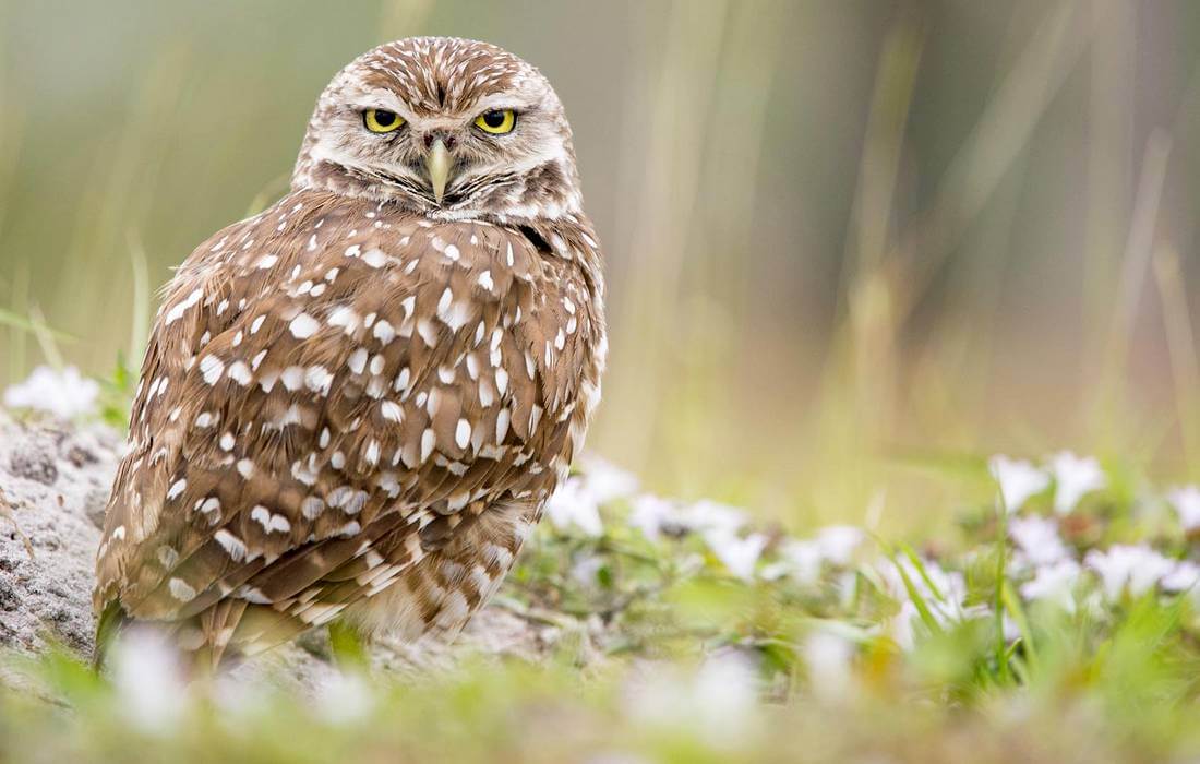 Corkscrew Swamp Sanctuary in Naples, Florida - Photo of famous owls - American Butler