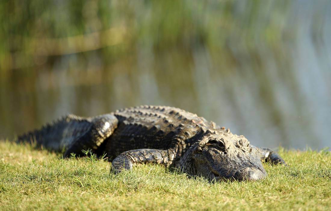 Photo of an alligator in the Corkscrew Swamp Sanctuary in Florida - American Butler