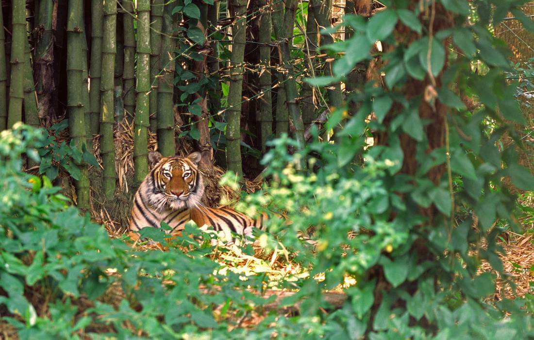 Фото растительности и тигра в Naples Zoo - American Butler