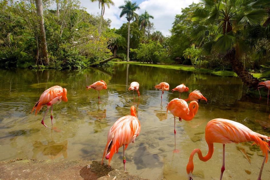 Jungle Gardens in Sarasota — photo of pink flamingos on the lake — American Butler