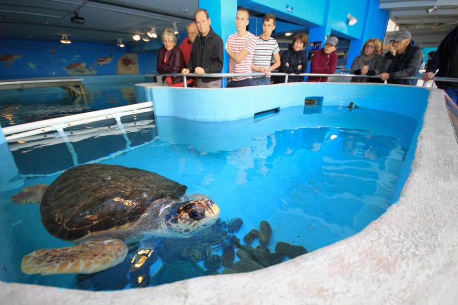 Sarasota Aquarium Demonstrations — American Butler