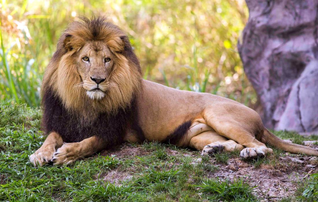 Парк развлечений Буш Гарденс во Флориде — фото льва в зоопарке — American Butler