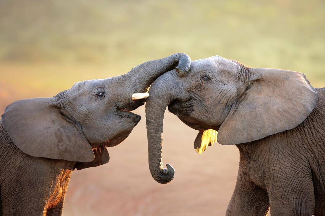 Фото слонов в зоопарке Львиное сафари во Флориде — American Butler