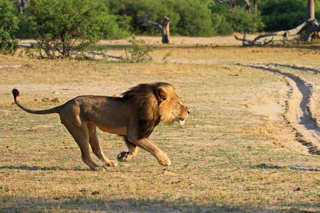 Lion Country Safari — photo of a running lion at the zoo — American Butler