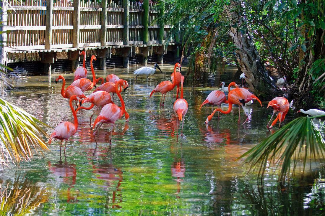 Фото розовых фламинго в зоопарке Palm Beach Zoo - American Butler