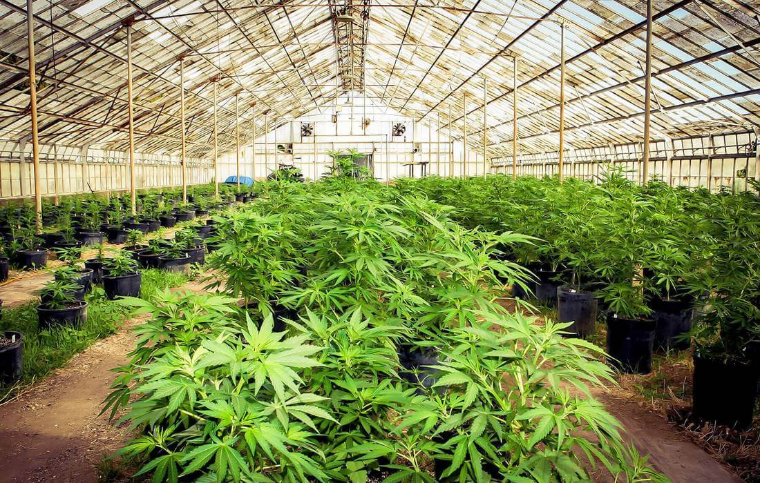 Cannabis farm in the USA — growing medical cannabis in America — American Butler