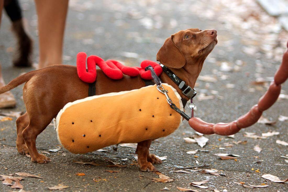 Почему у Хот-Дога такое название — фото собаки в костюме хот-дога — American Butler