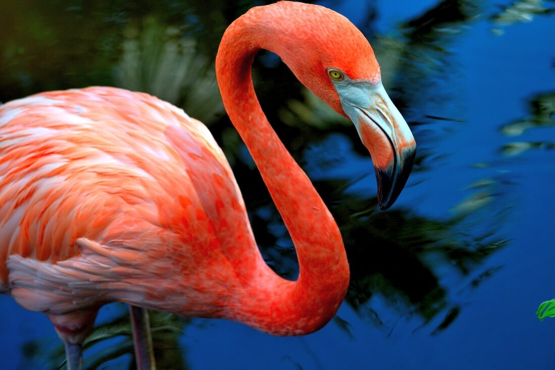 Flamingo Gardens, Fort Lauderdale — photo flamingos — American Butler