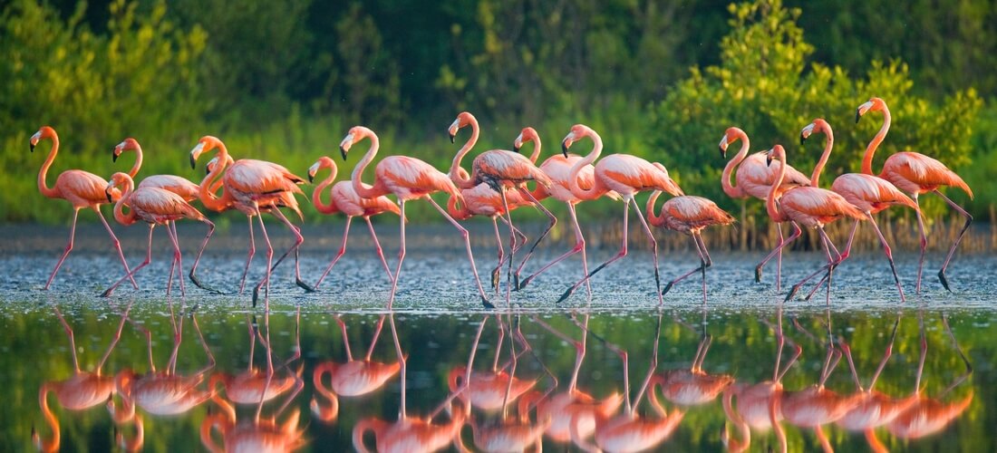 Flamingo Gardens — фото парка — American Butler