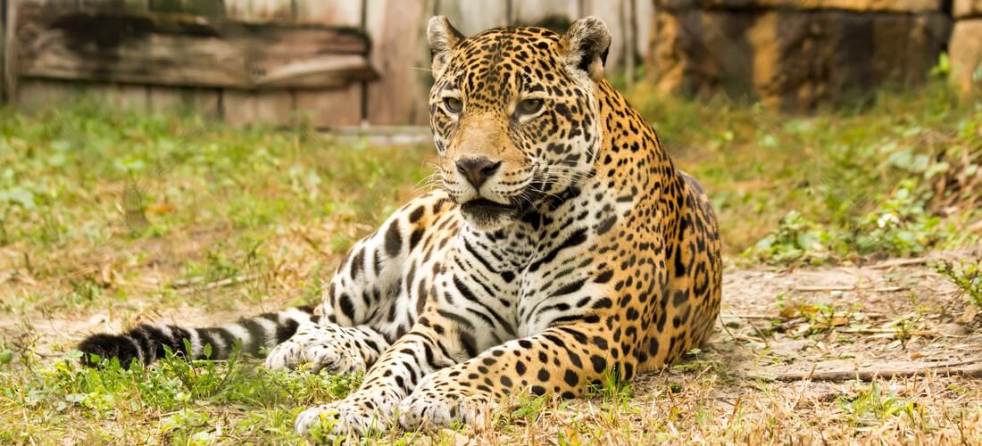 Photo of a leopard at the Miami Zoo in Florida — American Butler