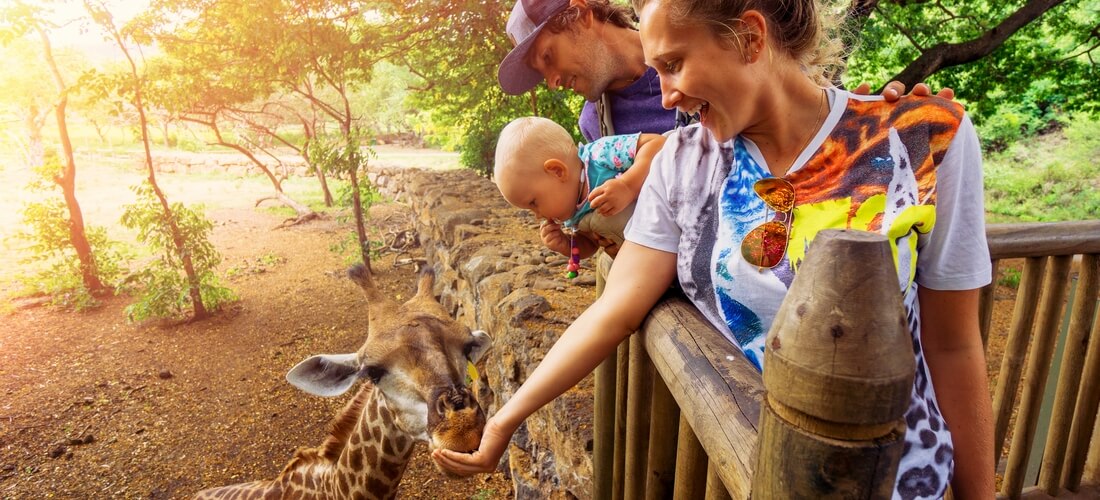 Лучшие зоопарки в Майами — фото кормления жирафа — American Butler