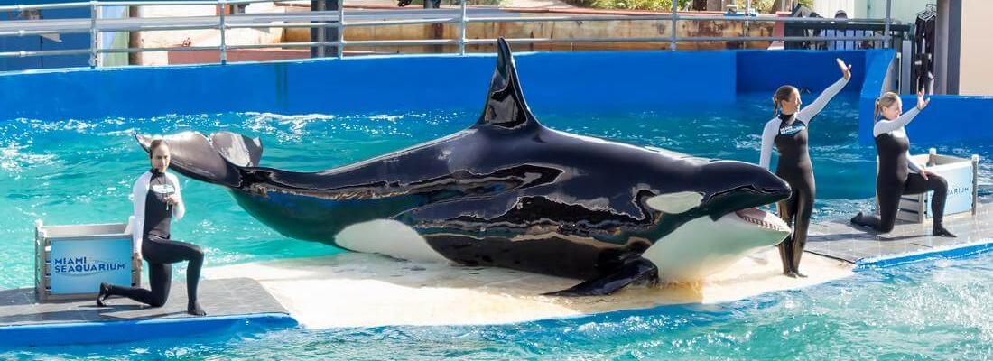 Photo of killer whale shows in Miami SeaQuarium — American Butler