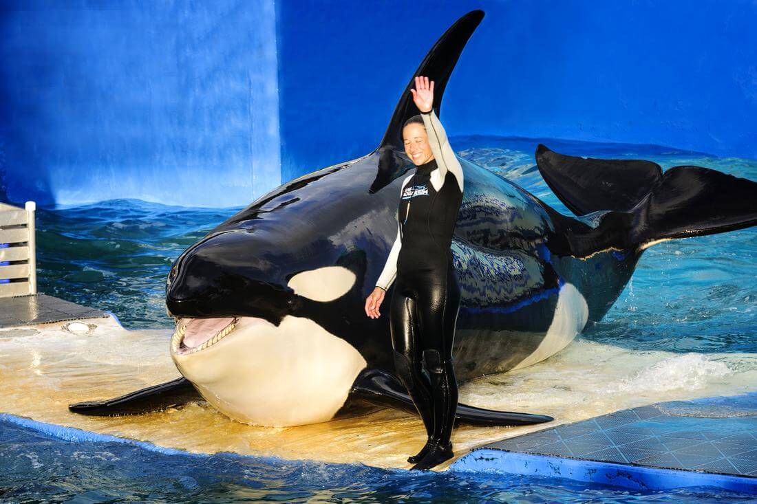 Killer Whale Show at the Miami Seaquarium — American Butler